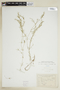 Najas flexilis (Willd.) Rostk. & Schmidt, U.S.A., J. H. Sandberg s.n., F