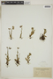 Myosotis alpestris image