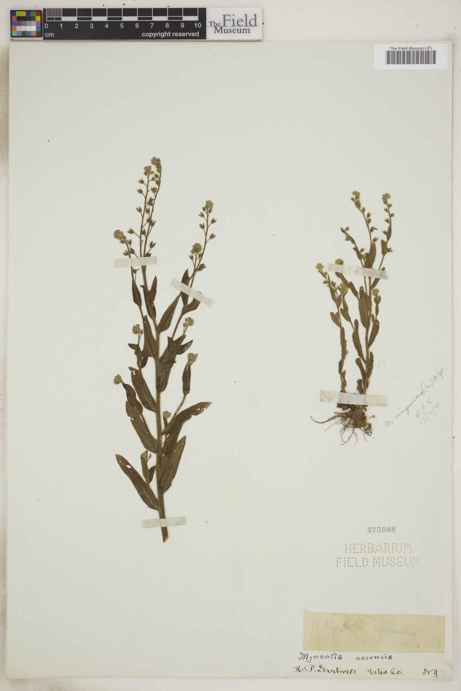 Myosotis arvensis image