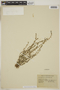 Myosotis alpestris subsp. pyrenaeorum image