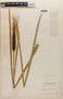 Typha latifolia L., Canada, E. C. Yuncker 5466, F