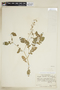 Rorippa palustris (L.) Besser subsp. palustris, U.S.A., J. A. Steyermark 24864, F