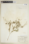 Rorippa palustris (L.) Besser subsp. palustris, U.S.A., J. A. Steyermark 6534, F