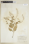 Rorippa palustris (L.) Besser subsp. palustris, U.S.A., J. A. Steyermark 7335, F