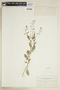 Rorippa palustris (L.) Besser subsp. palustris, U.S.A., J. A. Steyermark 7543, F