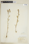 Rorippa palustris subsp. hispida (Desv.) Jonsell, U.S.A., A. Wetmore 338, F