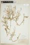 Rorippa palustris (L.) Besser subsp. palustris, U.S.A., A. Nelson 1318, F