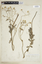 Rorippa aquatica (Eaton) Palmer & Steyerm., H. Bebb, F