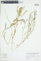 Rorippa curvisiliqua (Hook.) Bessey ex Britton, U.S.A., L. C. Wheeler, F