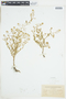 Rorippa curvisiliqua (Hook.) Bessey ex Britton, U.S.A., L. M. Umbach 47, F