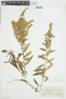 Solidago elongata image