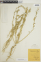 Chenopodium berlandieri Moq., R. Hoffmann 602, F