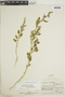 Chenopodium berlandieri Moq., J. A. Ewan 13725, F
