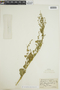 Chenopodium berlandieri Moq., G. E. Osterhout 7274, F