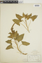 Chenopodium bonus-henricus L., T. C. Porter, F