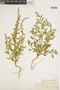 Chenopodium botrys L., S. H. Camp, F