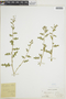 Chenopodium botrys L., B. F. Leeds, F