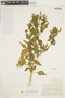 Chenopodium bushianum Aellen, L. Andrews, F