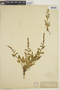 Chenopodium capitatum (L.) Asch., F