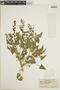 Chenopodium capitatum (L.) Asch., T. Ulke 55, F
