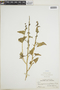 Chenopodium capitatum (L.) Asch., Hur. H. Smith 2889, F