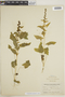 Chenopodium capitatum (L.) Asch., L. M. Umbach, F