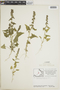Chenopodium capitatum (L.) Asch., J. W. Thieret 8176, F