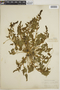 Chenopodium capitatum (L.) Asch., E. T. Harper, F