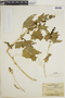 Chenopodium capitatum (L.) Asch., 211, F