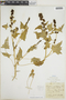 Chenopodium capitatum (L.) Asch., J. H. Schuette, F