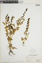 Chenopodium capitatum (L.) Asch., C. F. Millspaugh 3641, F