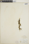Chenopodium capitatum (L.) Asch., M. E. Jones, F