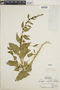 Chenopodium capitatum (L.) Asch., E. H. Graham 9417, F