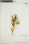 Chenopodium capitatum (L.) Asch., O. E. Lansing, Jr. 315488, F