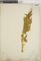 Chenopodium capitatum (L.) Asch., J. Cassidy, F