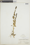 Chenopodium capitatum (L.) Asch., S. S. Visher, F