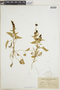 Chenopodium capitatum (L.) Asch., L. M. Umbach 727, F