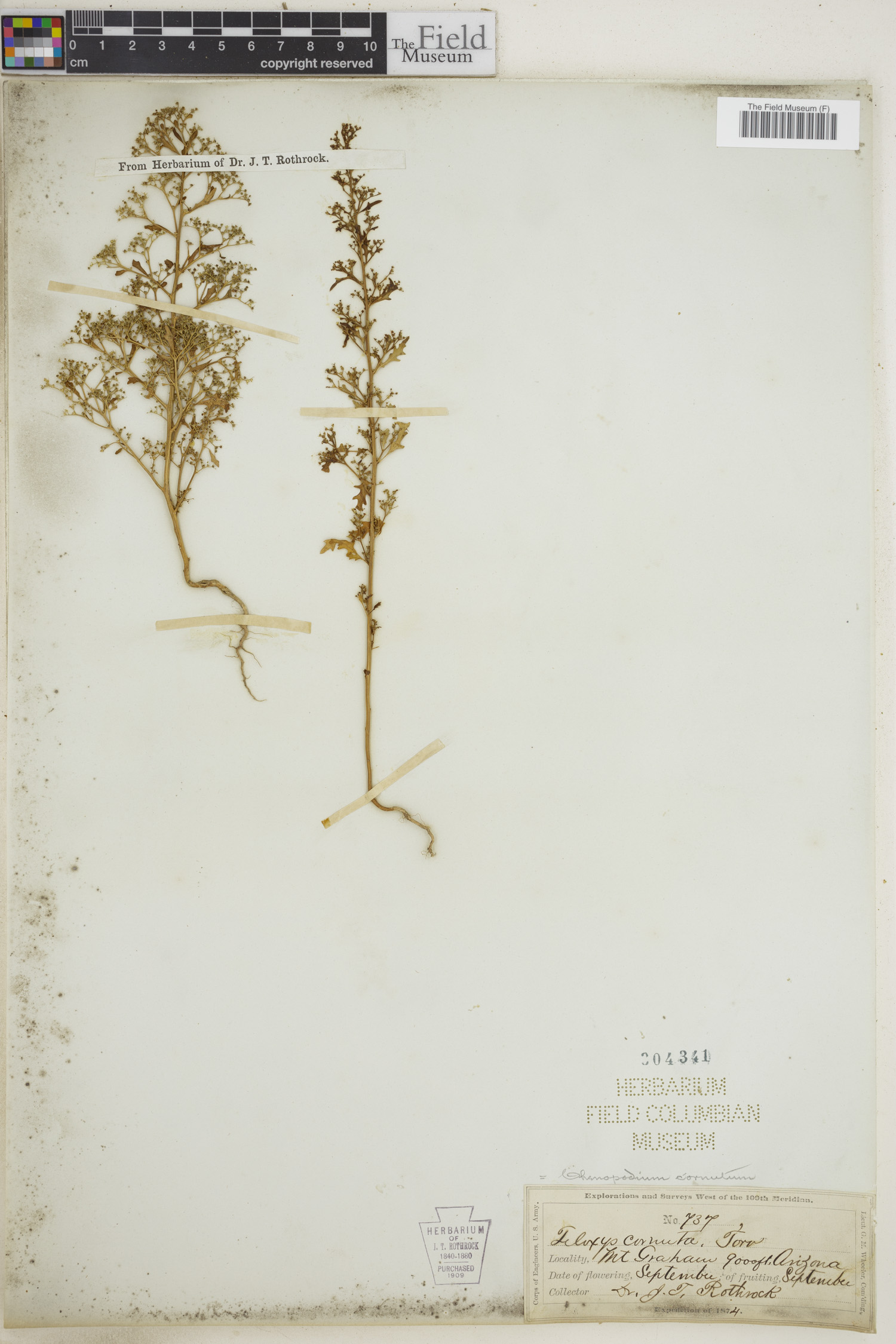 Chenopodium cornutum image