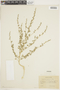 Chenopodium fremontii S. Watson, R. A. Allen 493, F