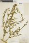 Chenopodium strictum image