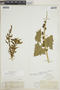 Chenopodium capitatum (L.) Asch., U.S.A., G. R. Vasey, F