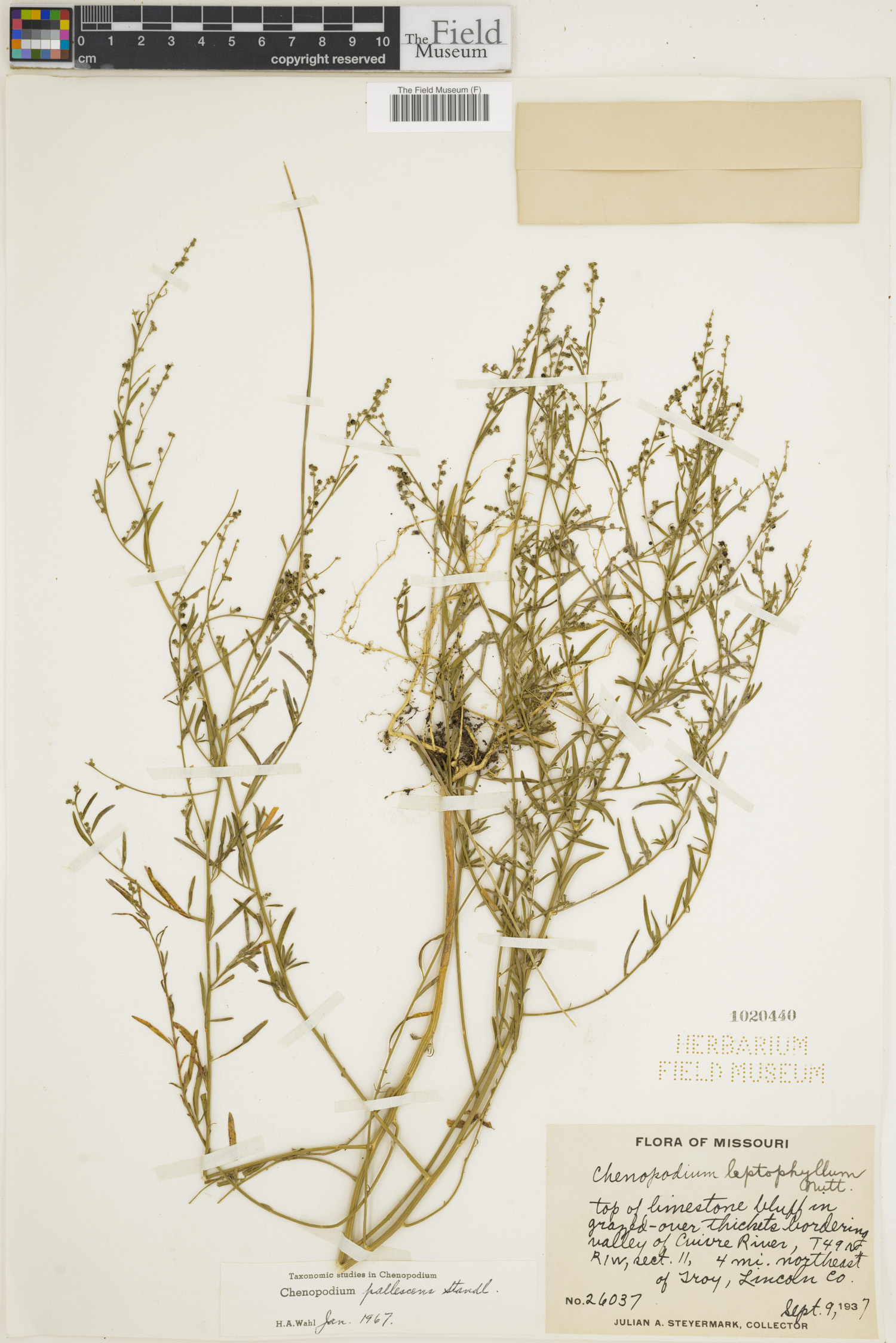 Chenopodium pallescens image