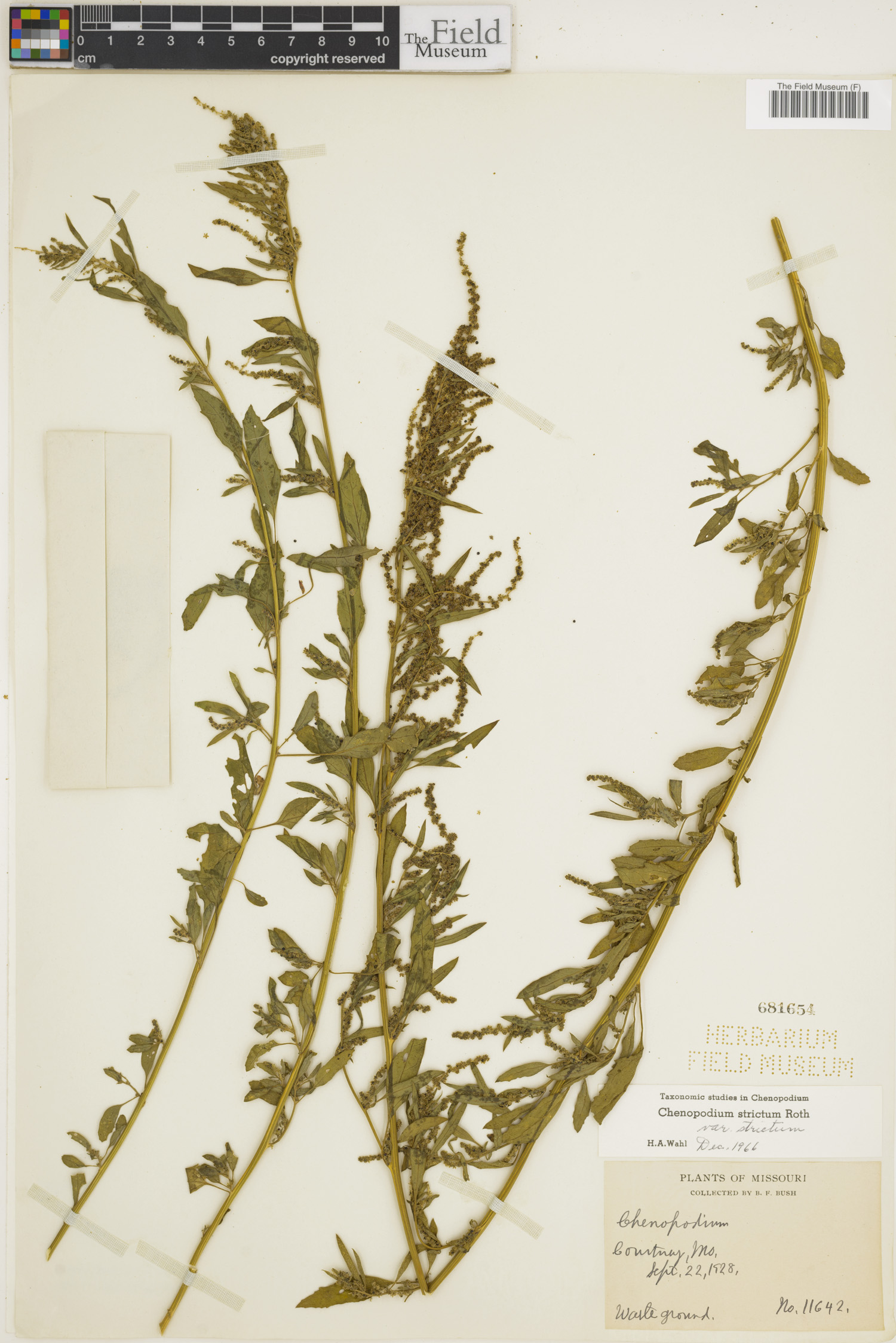 Chenopodium strictum image