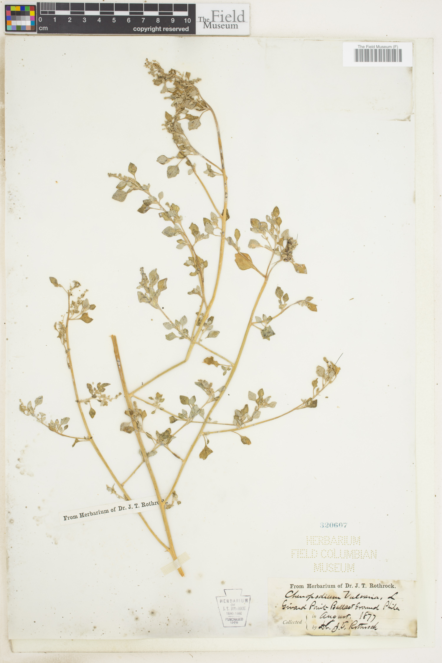 Chenopodium vulvaria image