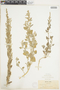 Chenopodium L., U.S.A., H. N. Patterson, F