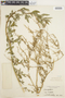 Chenopodium L., U.S.A., C. Dudley, F