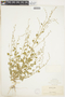 Chenopodium L., U.S.A., H. N. Patterson, F