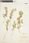 Chenopodium L., U.S.A., Fr. G. Arsène 18956, F