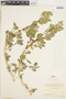 Chenopodium L., U.S.A., Fr. G. Arsène 18917, F