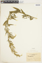 Chenopodium L., U.S.A., C. R. Hanes 8941, F